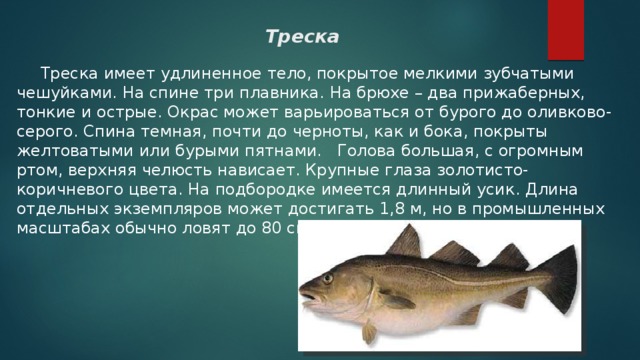 Рыба треска: где обитает и как выглядит эта ценная морская рыба, классификация и особенности образа жизни