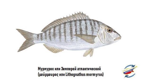 Треска атлантическая фото и описание – каталог рыб, смотреть онлайн