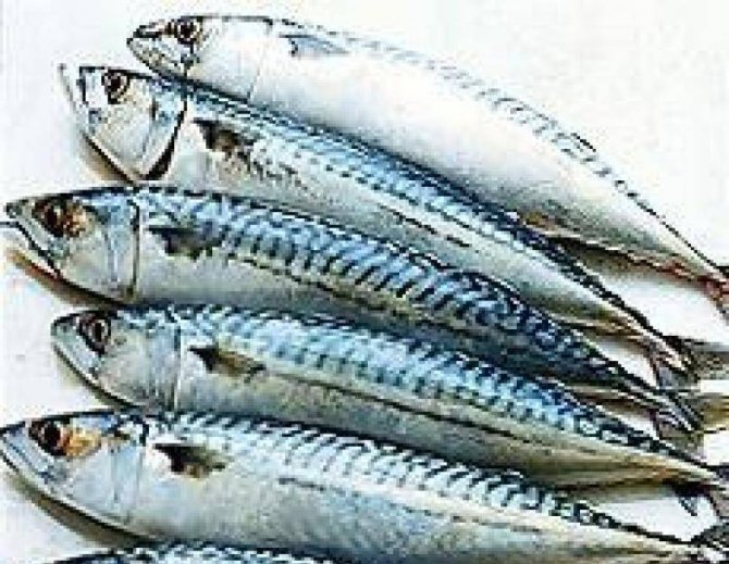 Скумбрия фото и описание – каталог рыб, смотреть онлайн