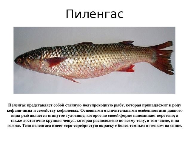 Рыба кефаль фото и описание