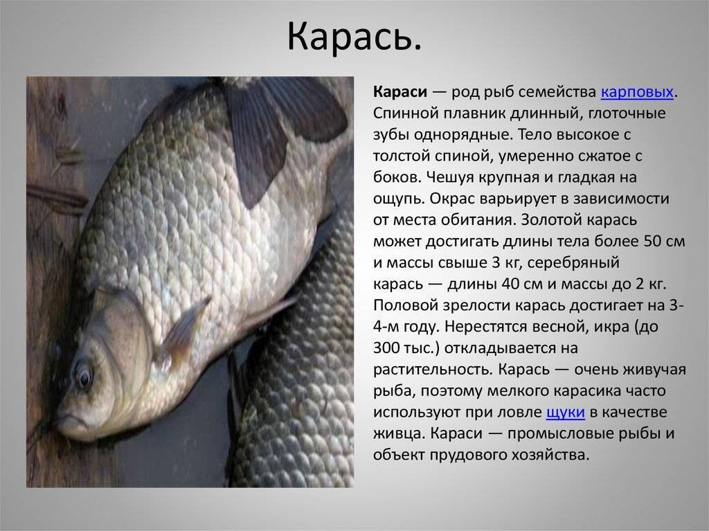 Все о карасе