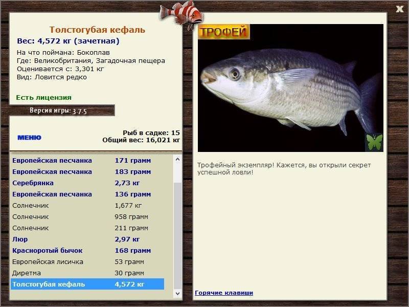 Рыба муксун🐟: фото и описание. как выглядит муксун👍, чем питается и где водится