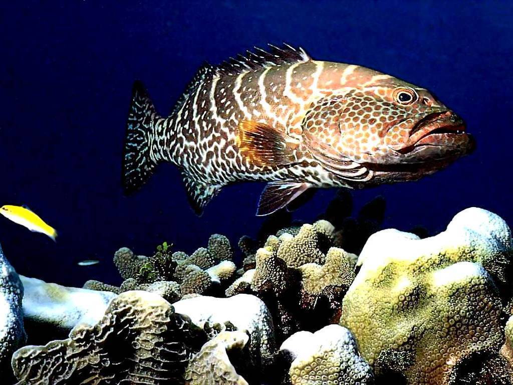 Рыба «группер краснопятнистый» фото и описание