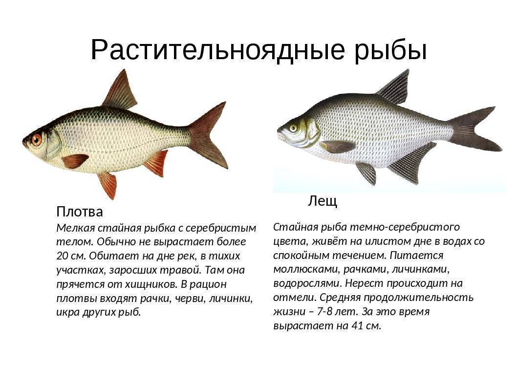 Толстолобик - описание рыбы, фото, распространение, образ жизни, снасти и места ловли