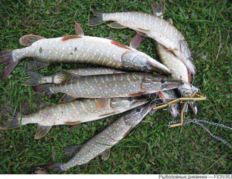 Нерестовый запрет ловли рыбы на рузском и озернинском водохранилищах с 1 апреля по 10 июня 2020 года « нестерово — всё будет хорошо! 24 мая