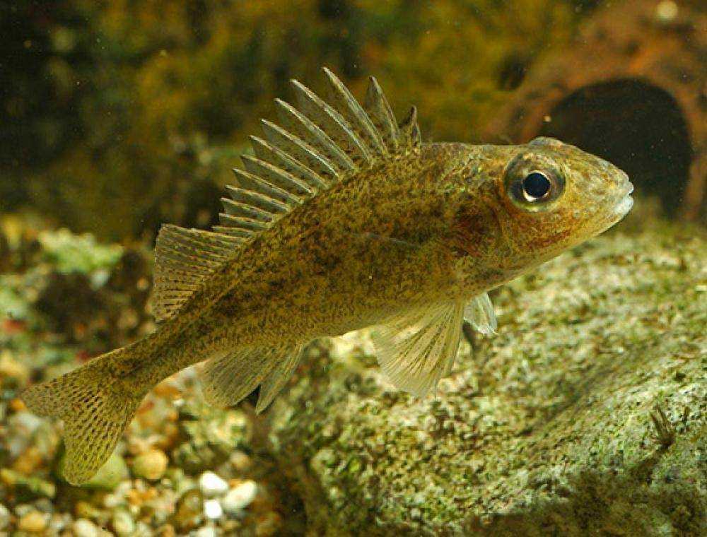 Рыба ерш: описание, виды, где обитает и чем питается, размеры ершей и правила ловли для начинающих