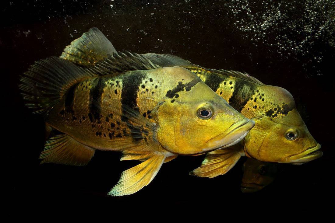 Рыба «Павлиний окунь-попока» фото и описание