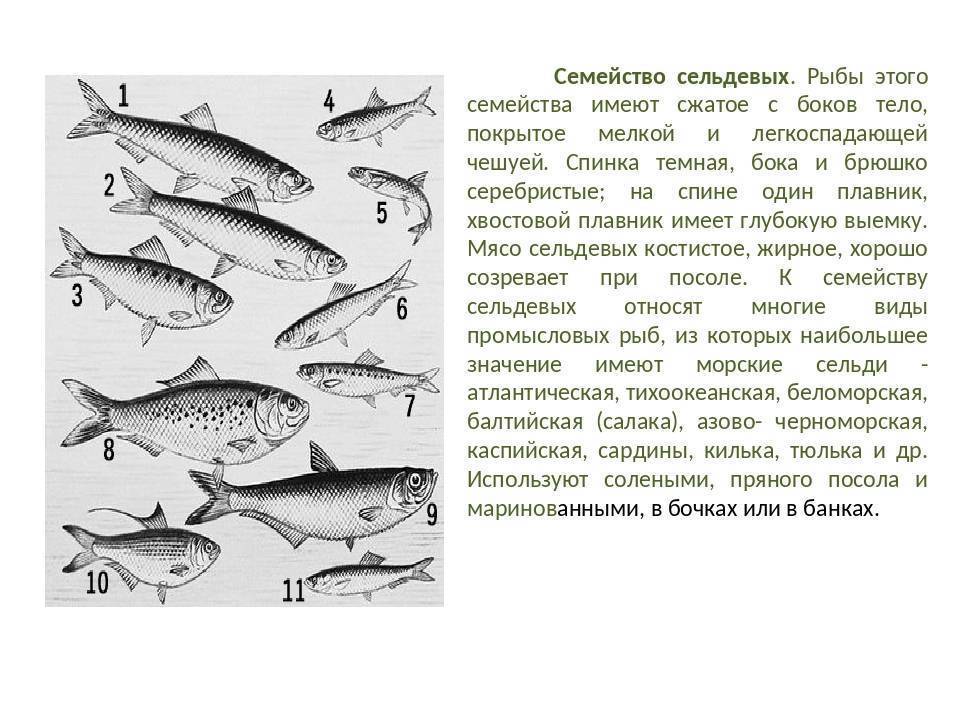 Рыба семейства вьюновых — виды, особенности