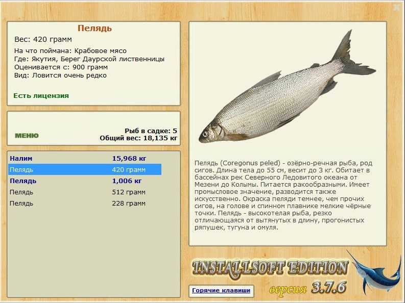 Пелядь рыба. описание, особенности, виды, образ жизни и среда обитания пеляди