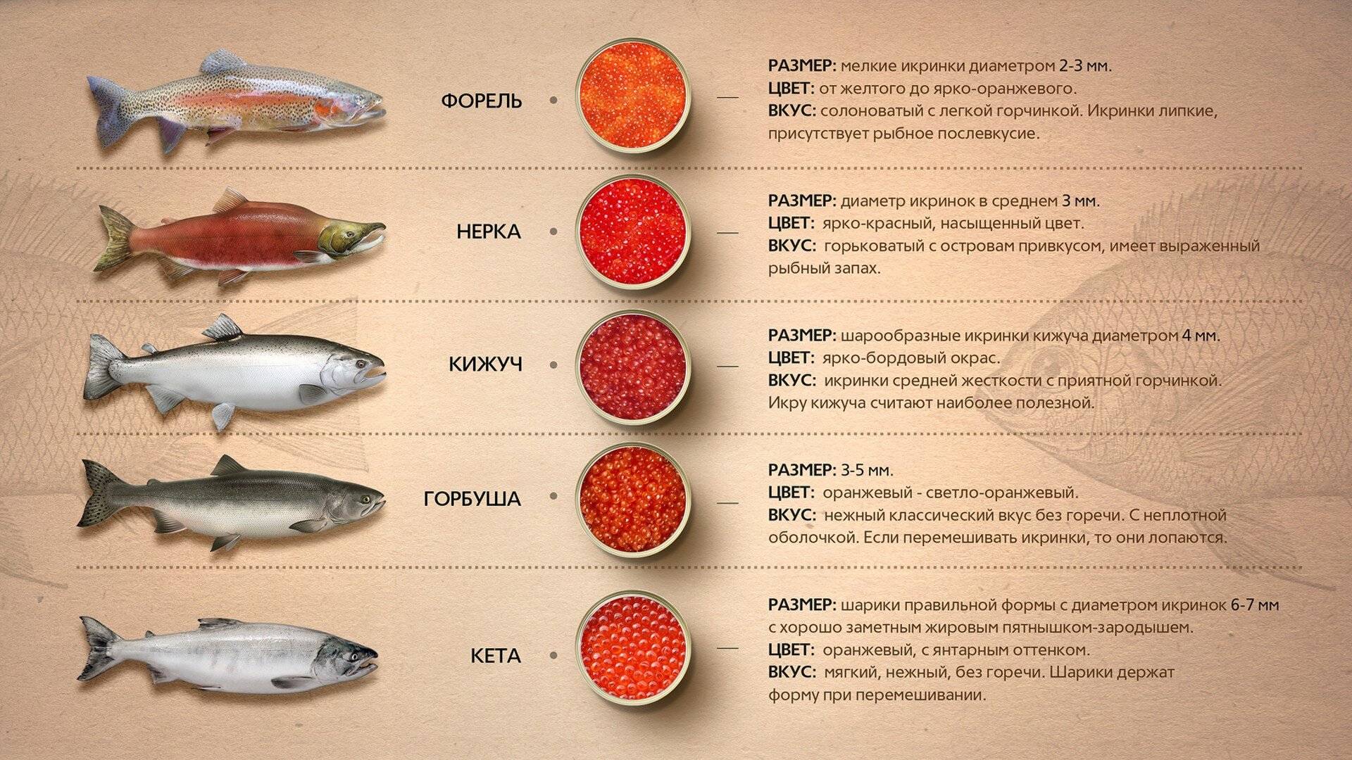 Кижуч — серебряный лосось
