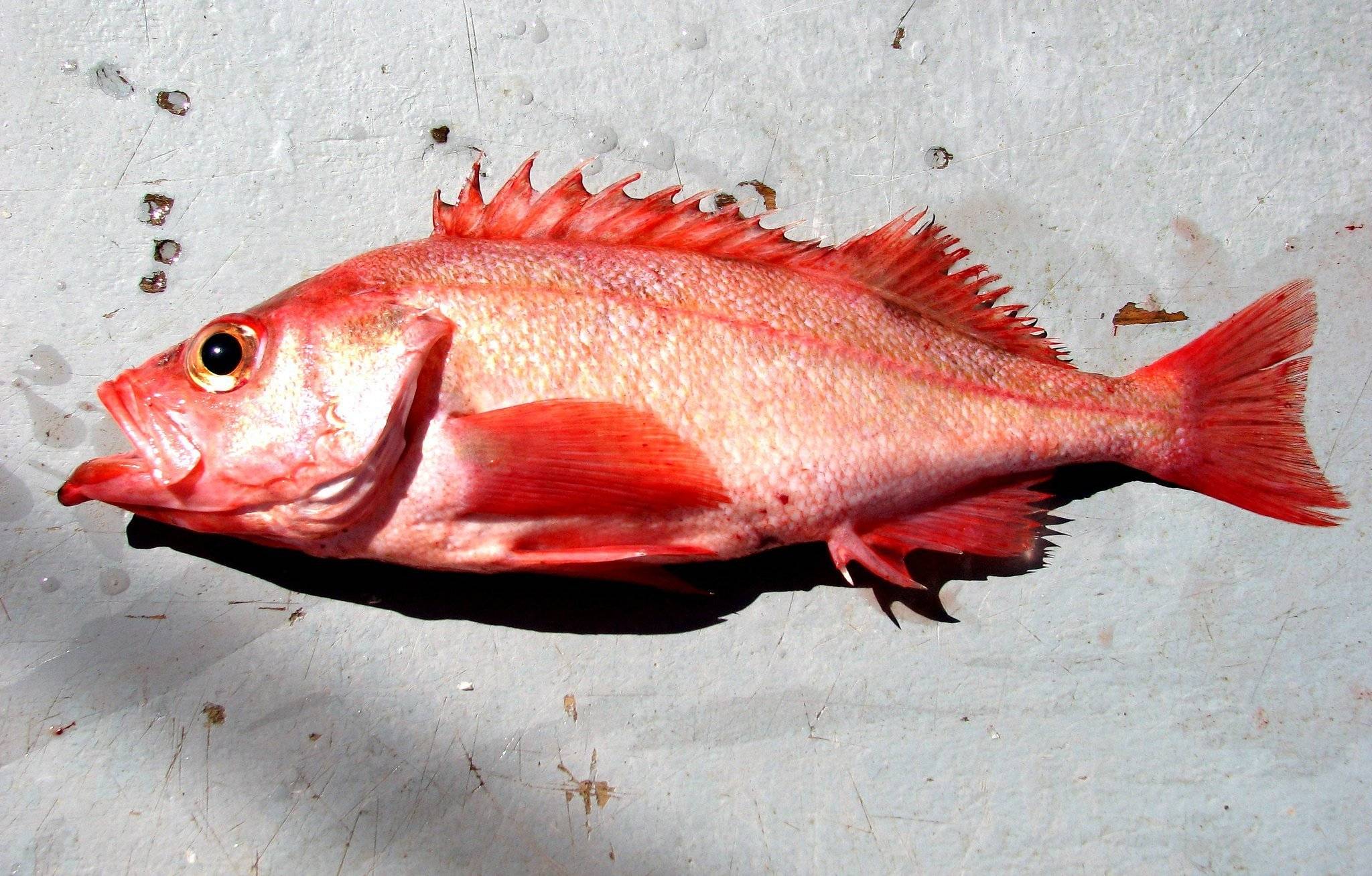 Рыба «окунь нильский» фото и описание