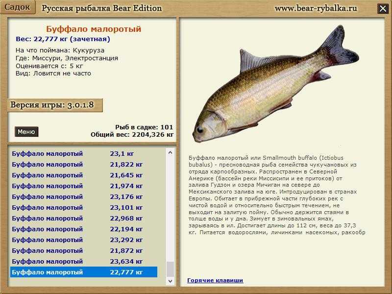 Рыба буффало: фото, описание жизненного цикла, места обитания, особенности ловли_ | kupilovi.ru