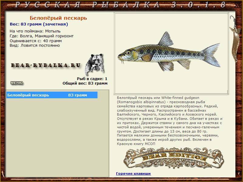 Пескарь: описание рыбы, где водится, виды и способы ловли