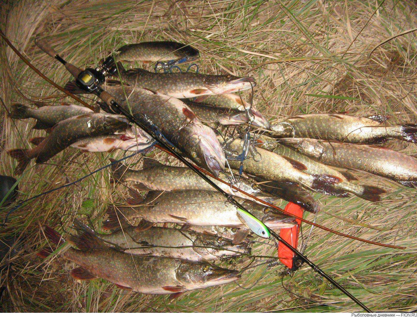 Рыбалка на озернинском водохранилище — какая рыба водится, как добраться