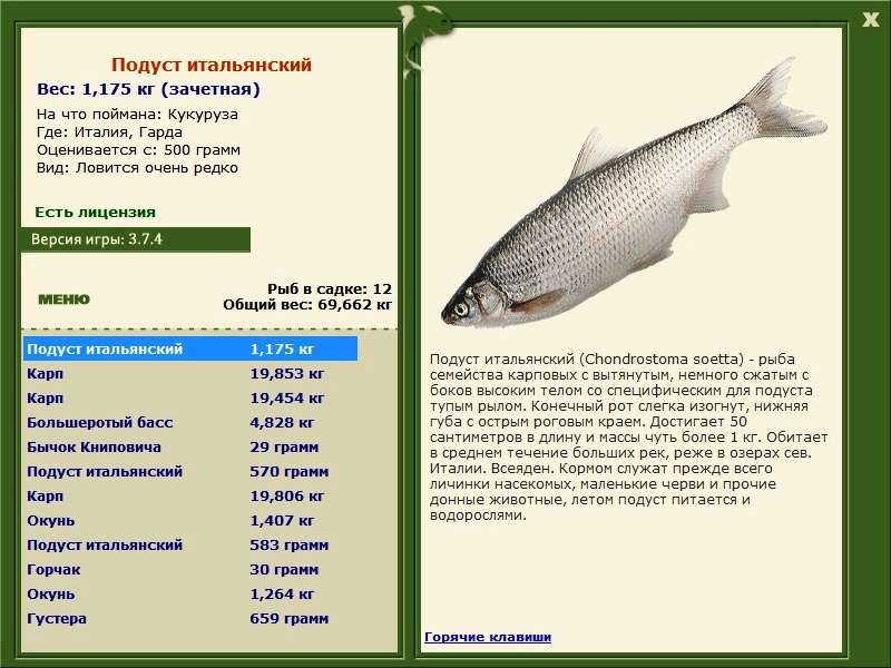 ᐉ ловля ельца в августе - ✅ ribalka-snasti.ru