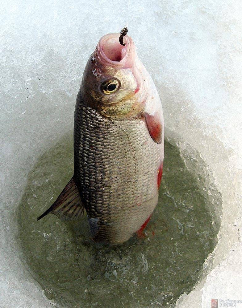 Рыба чебак (сибирская плотва): фото и описание
