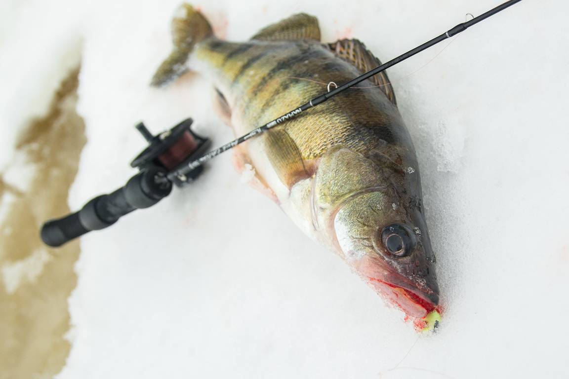 Ловля судака зимой: зимние приманки для судака, техника ловли