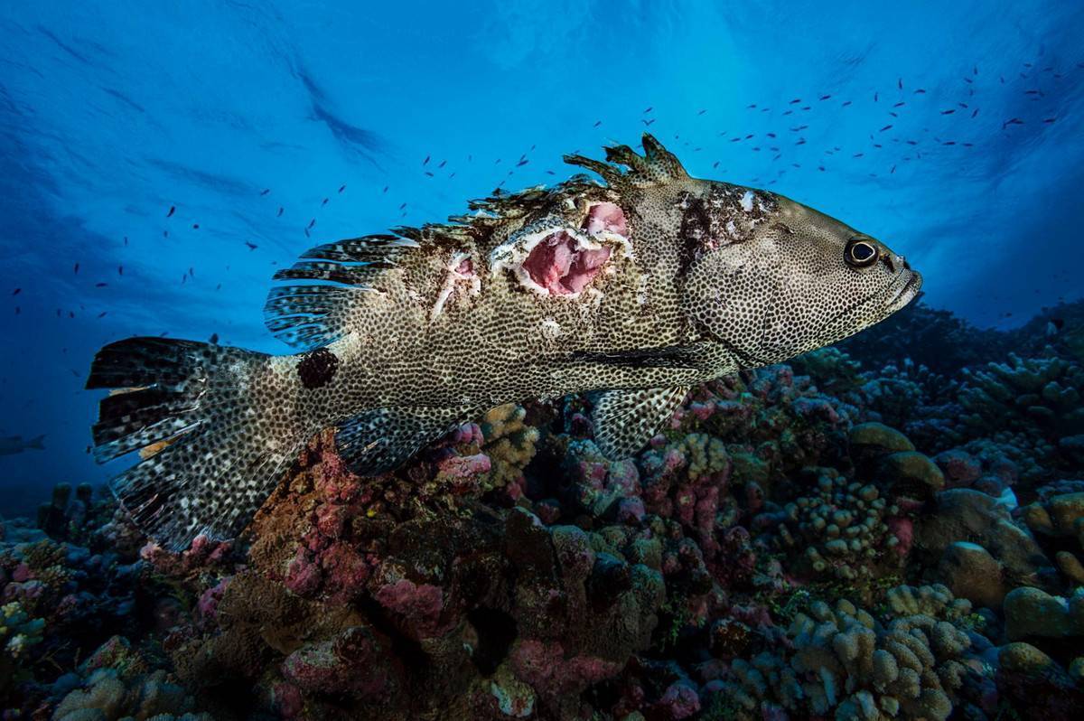 Рыба групер: фото, жизненный цикл, ареал обитания, питание и размножение