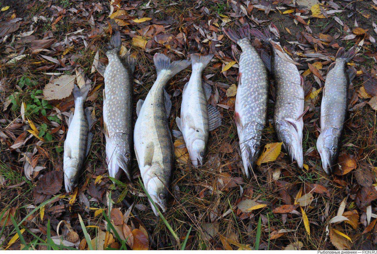 Озернинское водохранилище: особенности и секреты успешной рыбалки