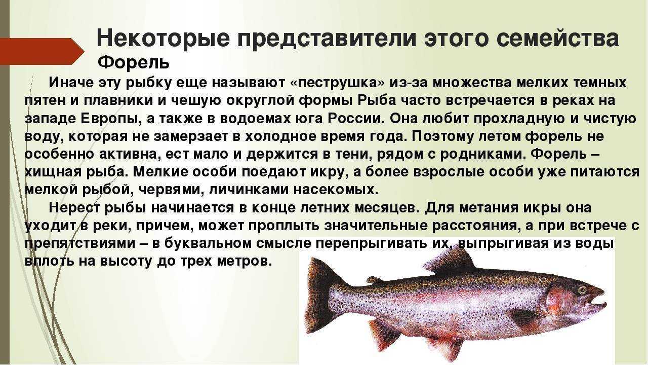 Все о рыбе хоки