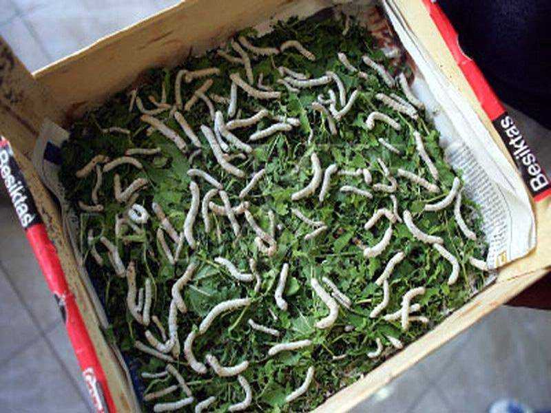 Разведение червей как бизнес - с чего начать, первые шаги