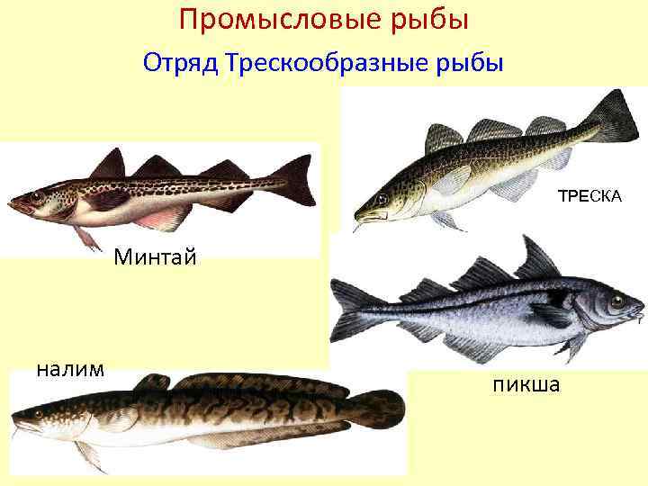 Треска что за рыба морская или речная
