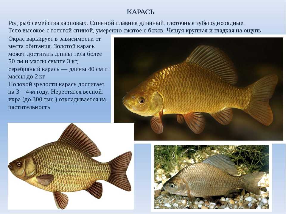 Карась золотой фото и описание – каталог рыб, смотреть онлайн