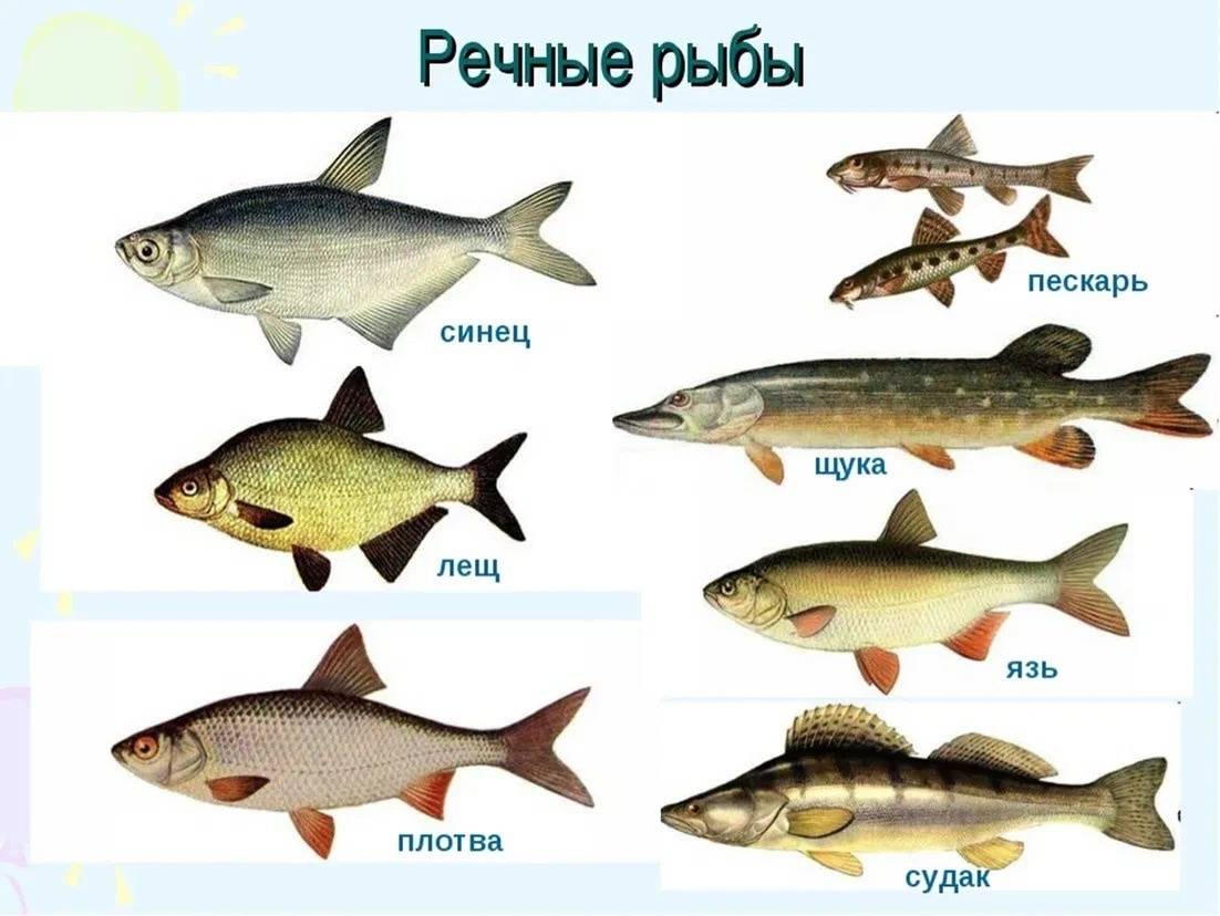 Рыбы россии: описание с обитанием