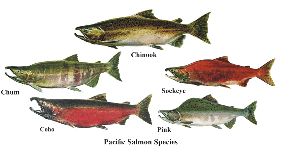 Чем отличается лосось от семги внешним видом и вкусовыми характеристиками