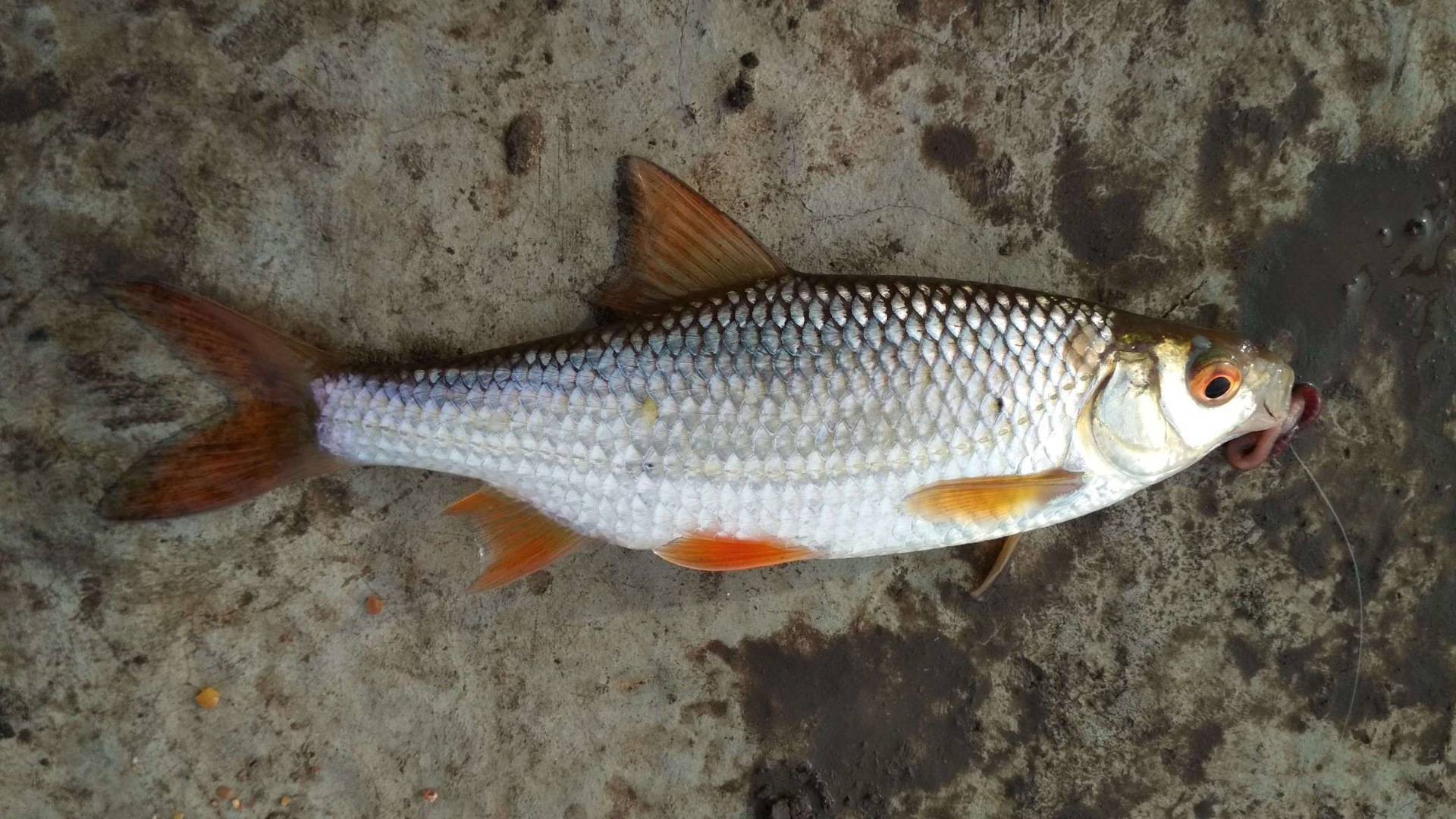 Плотва дунайская фото и описание – каталог рыб, смотреть онлайн