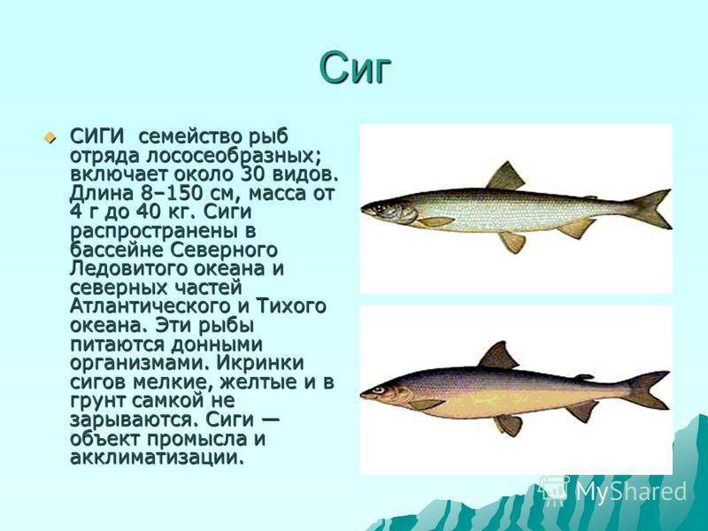 Подробное описание рыбы сиг и способов его ловли