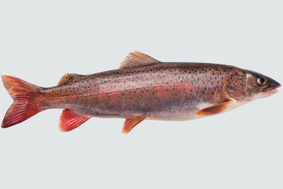 Малоизвестная пресноводная рыба ленок: места обитания, особенности питания и размножения