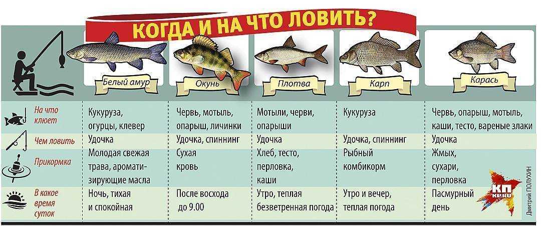 Рыбалка в харьковской области: обзоры рек, прудов и озер. где ловить и что клюет?