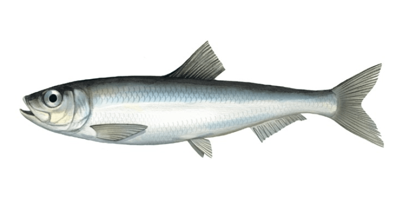Клюворыл фото и описание – каталог рыб, смотреть онлайн