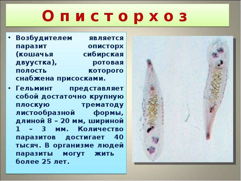 Паразиты в рыбе