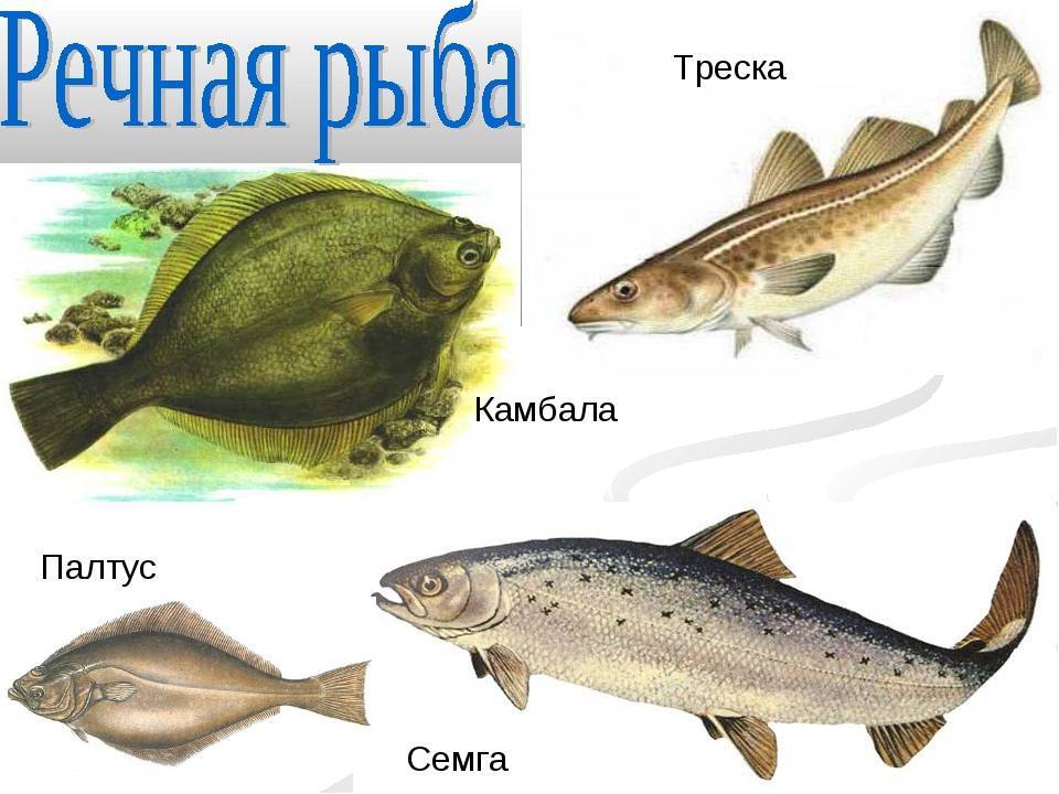 Рецепты из форели, 292 рецепта, фото-рецепты
