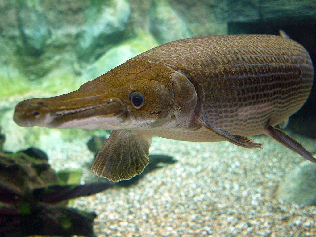 Рыба «Панцирник миссисипский» фото и описание