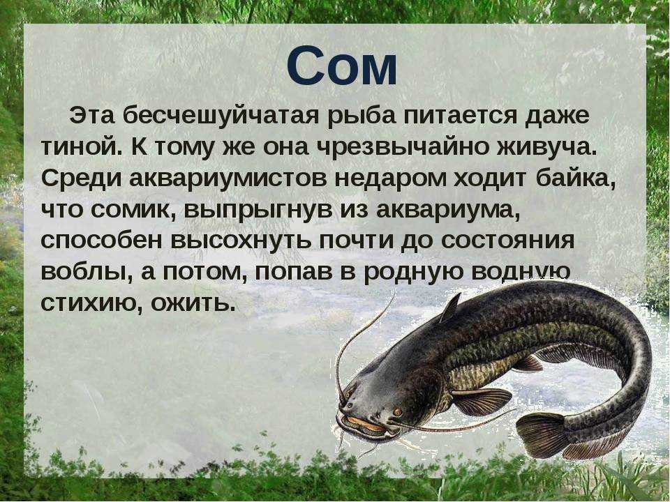 Сом - 70 фото вкусных и огромных повелителей речных глубин
