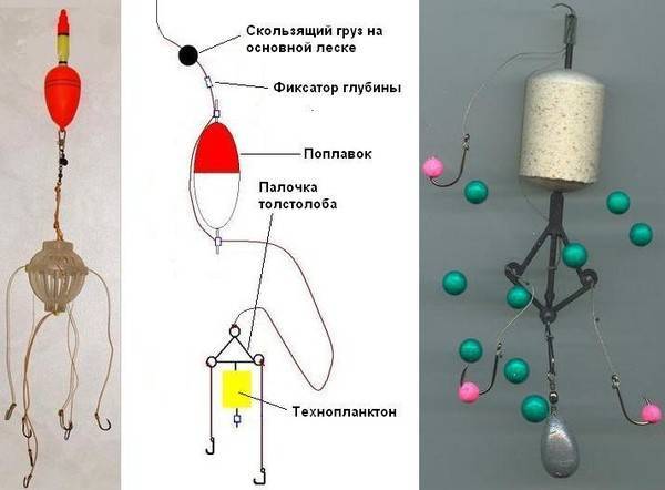 На что ловить толстолобика, лучшие наживки и приманки