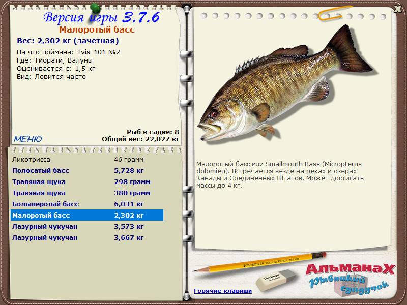 Басс жёлтый фото и описание – каталог рыб, смотреть онлайн