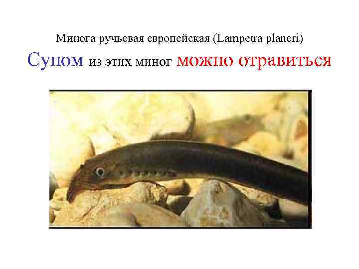 Рыба минога: что это, как выгядит, где водится и чем питается