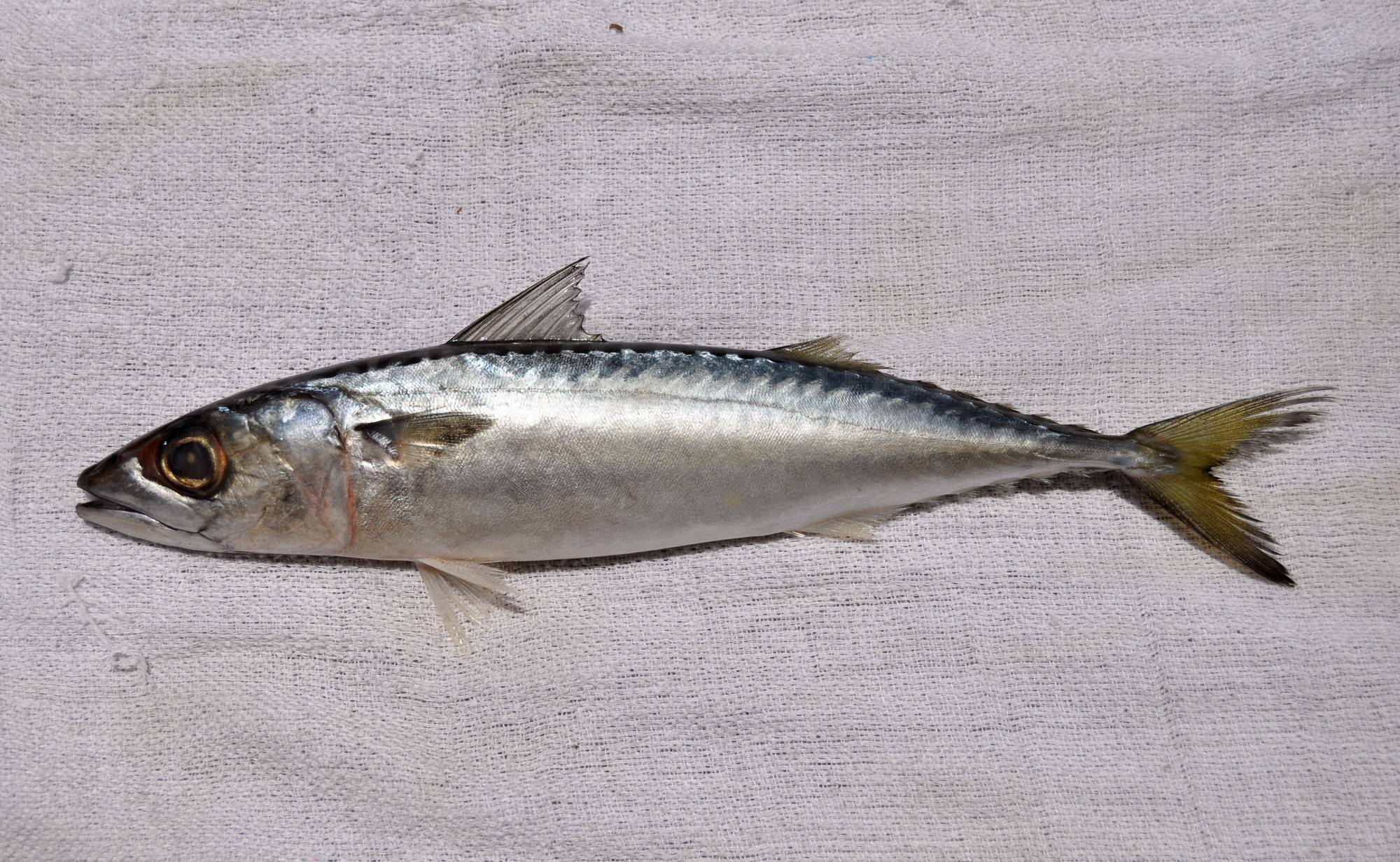 Скумбрия фото и описание – каталог рыб, смотреть онлайн