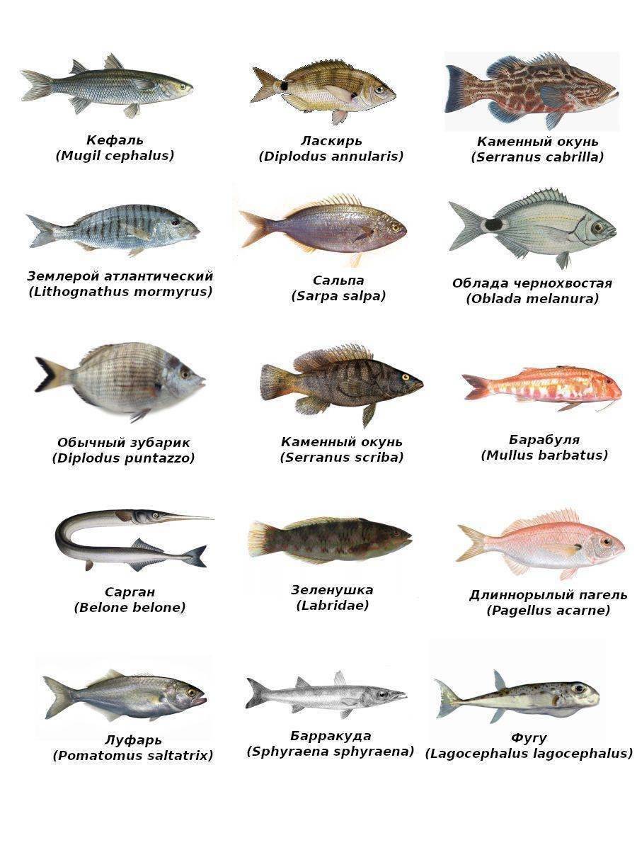 Рыба «смарида средиземноморская» фото и описание