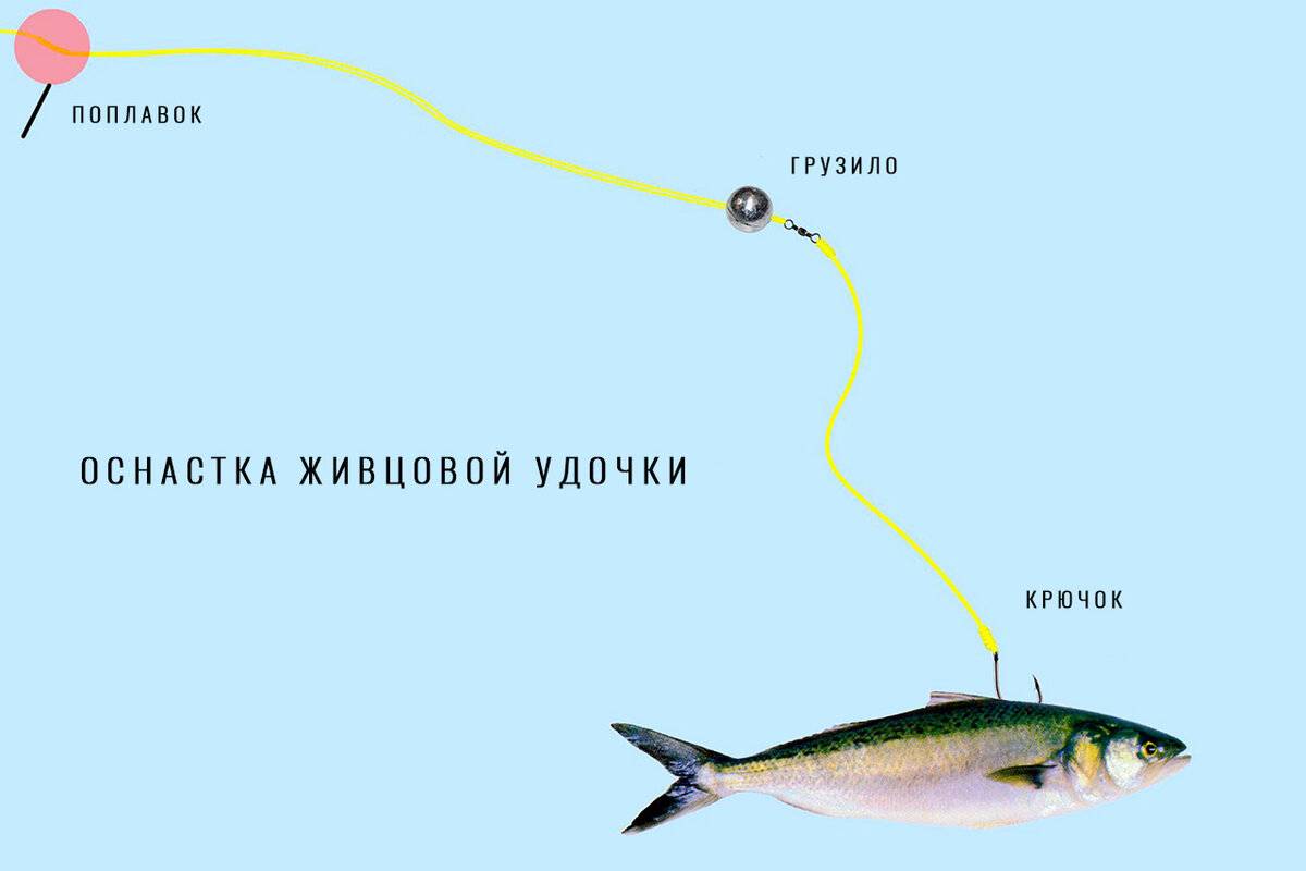 Снасти для ловли щуки – выбор новичка