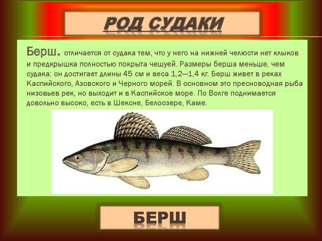 Берш рыба: википедия, ареал обитания, как ловить и отличие от судака