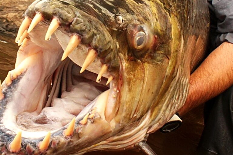 Большая тигровая рыба нападение на людей ⋆ онлайн-журнал для женщин