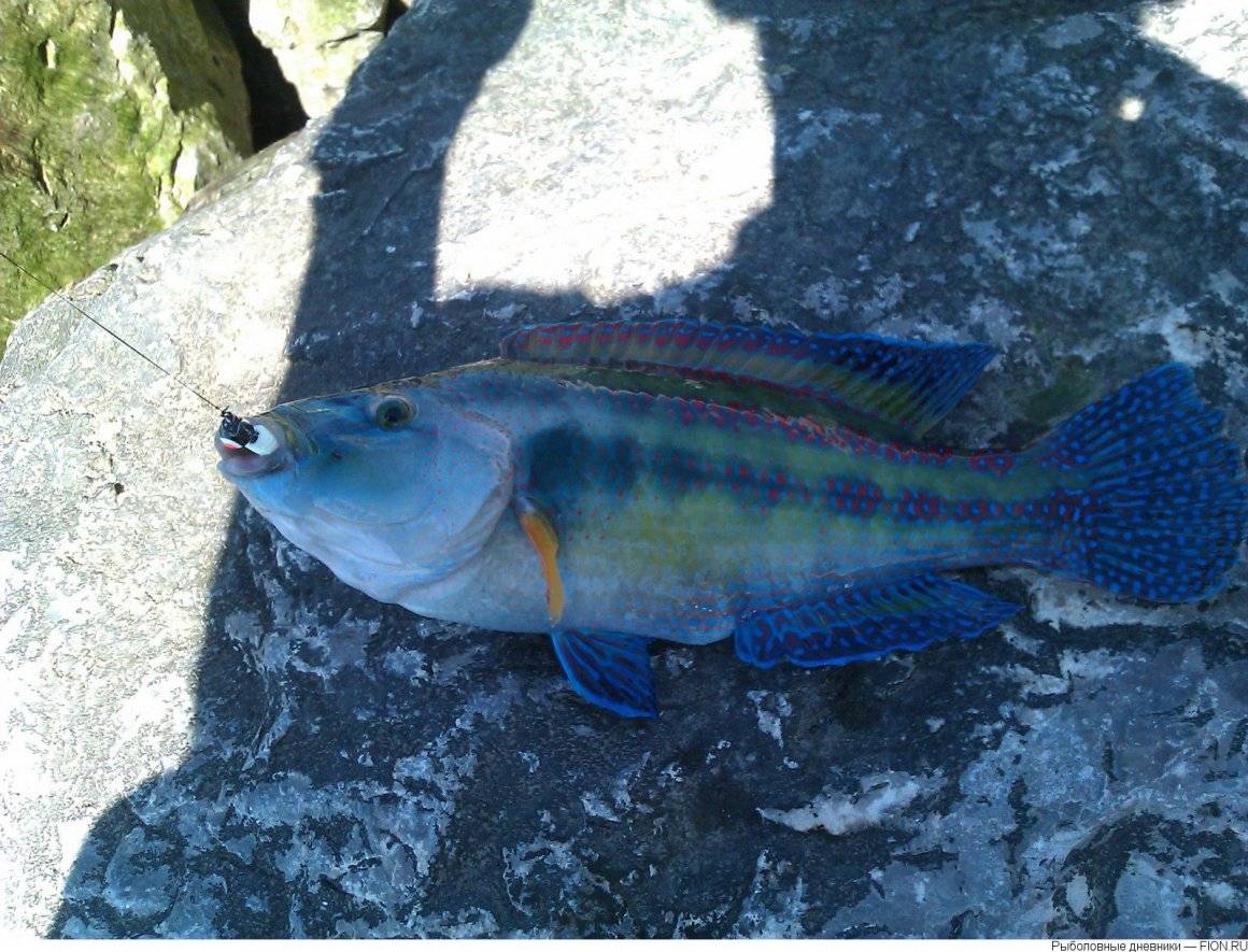Рыба «губан-лапина» фото и описание