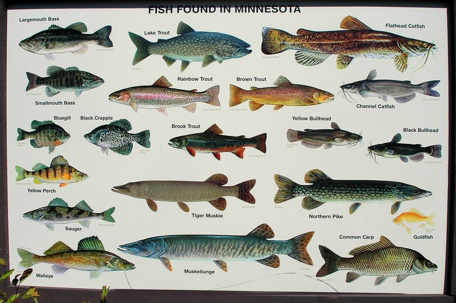 Рыба северная: полный список с описанием и фото