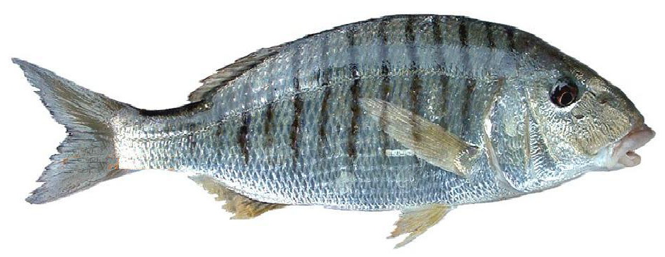 Рыба «басс малоротый» фото и описание