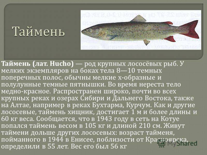 Рыба чавыча — королевский по размерам и полезным качествам лосось